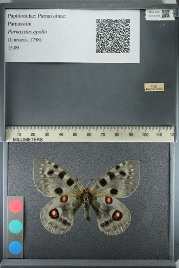 Media type: image;   Entomology 175118